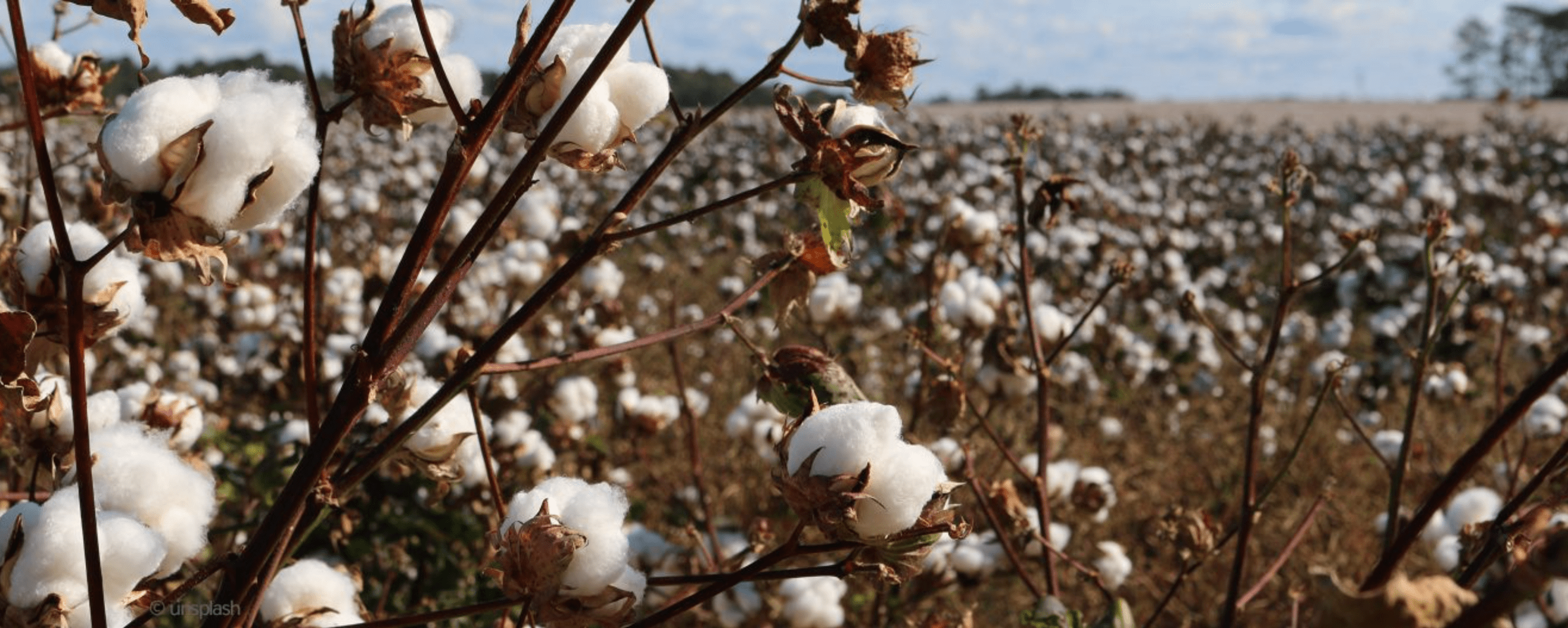 biologischer und nachhaltiger Anbau von Bio-Baumwolle auf einem Feld